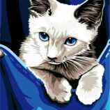 „Kitten“, Canvas Panel with outline,  30х40, cotton, acrylic, ROSA START