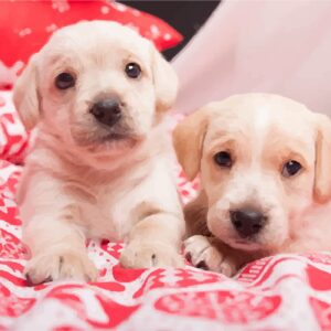 „Cute Puppies“, Canvas Panel with outline,  30х40, cotton, acrylic, ROSA START