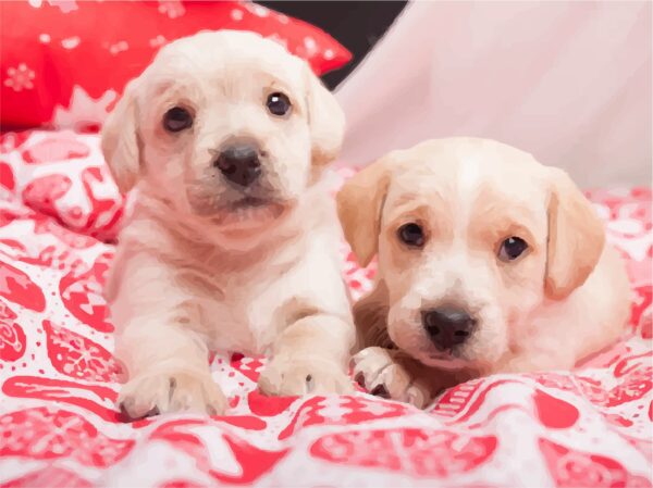 „Cute Puppies“, Canvas Panel with outline,  30х40, cotton, acrylic, ROSA START